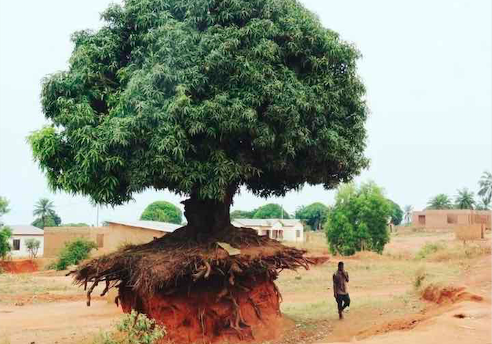 L’albero sradicato grazie al granello